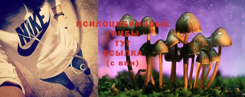 Галлюциногенные грибы Psilocybe  Каргополь 